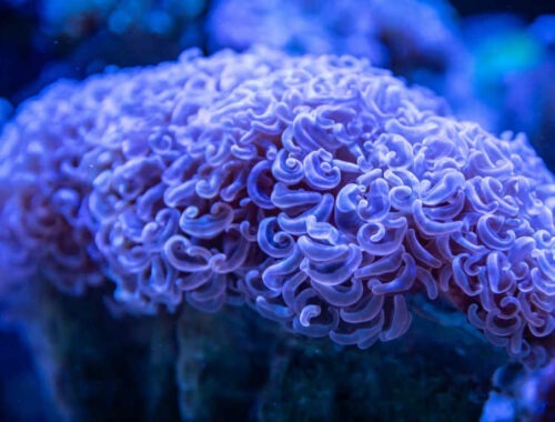 Zeeanemonen
